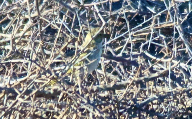 Gelbbauchgirlitz - ML647532205