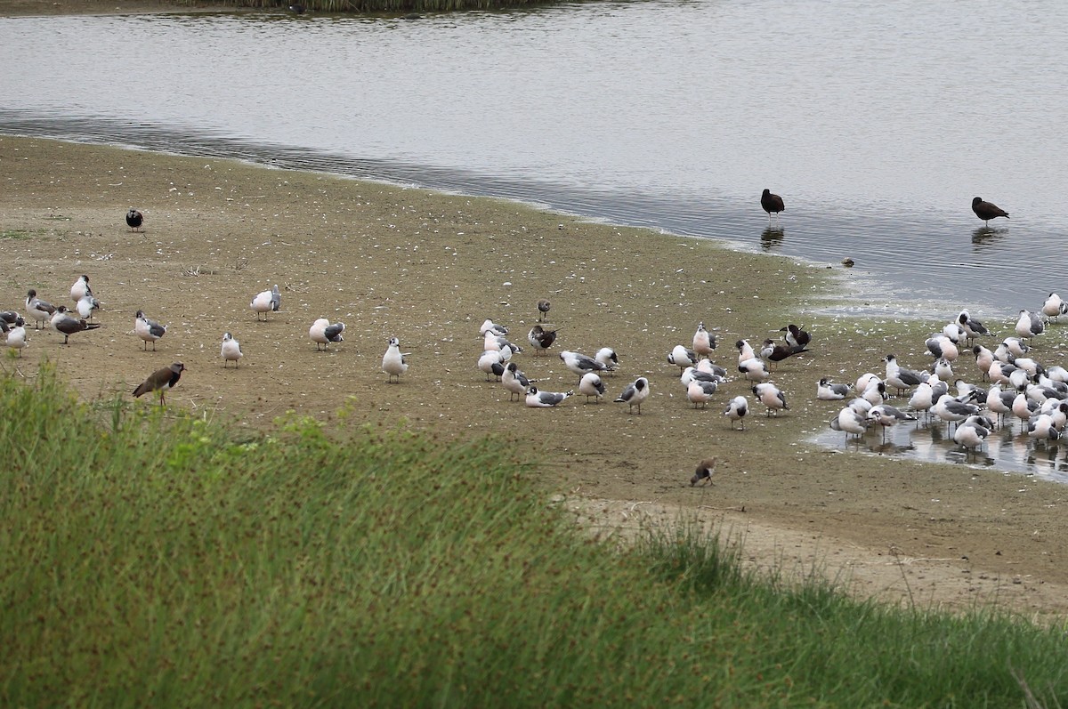 Bronzekiebitz - ML647532206