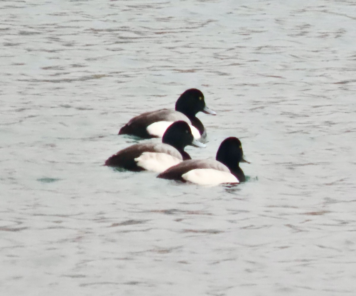 Bergente - ML647532207