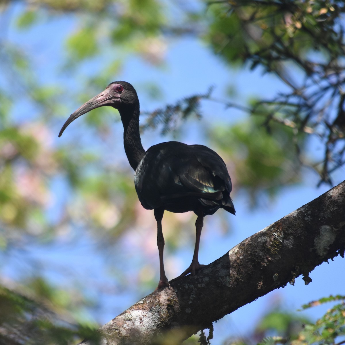 Nacktzügelibis - ML647532208