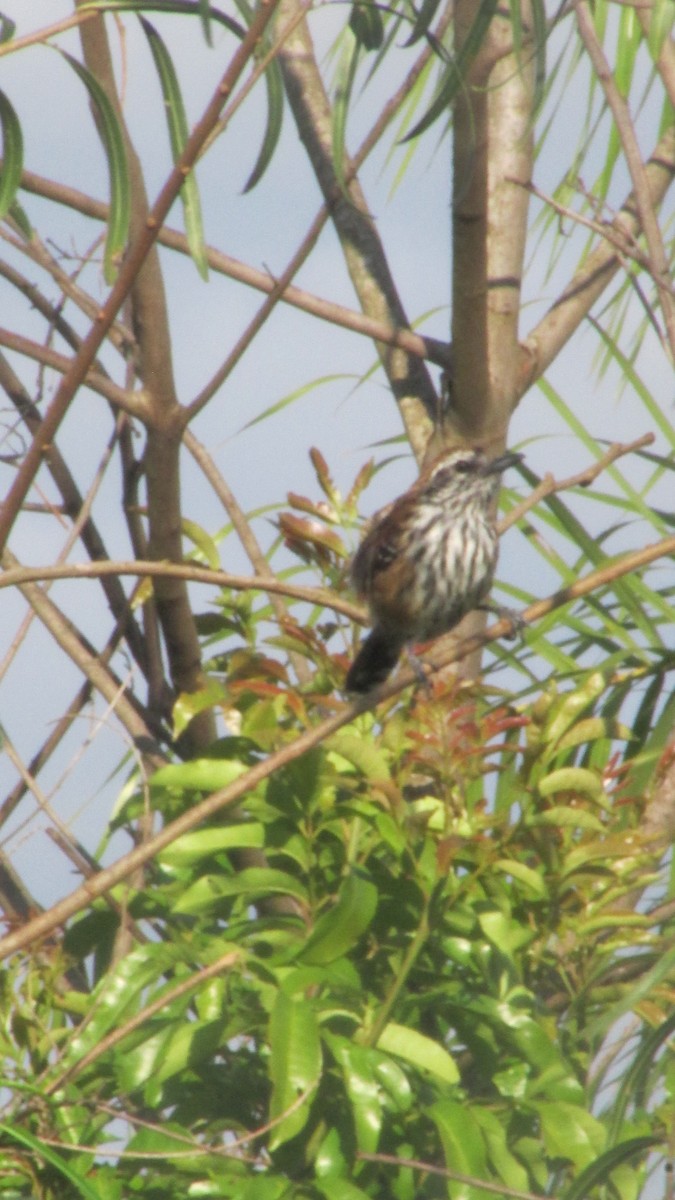 Rusty-backed Antwren - ML647532218