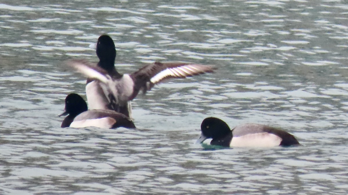 Greater Scaup - ML647532221