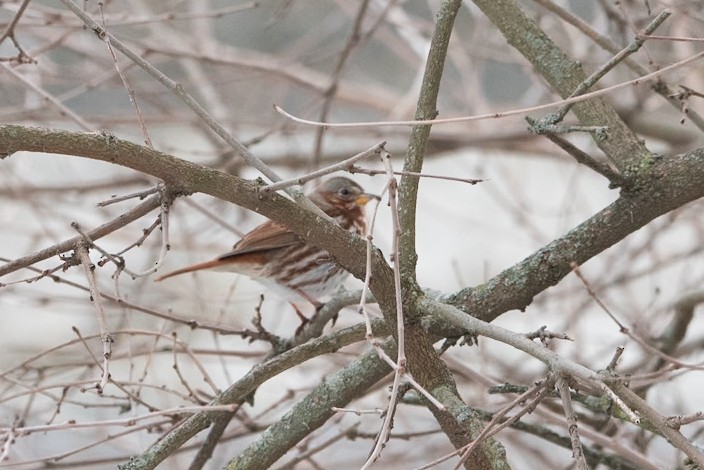 strnadec kaštanový - ML647532229