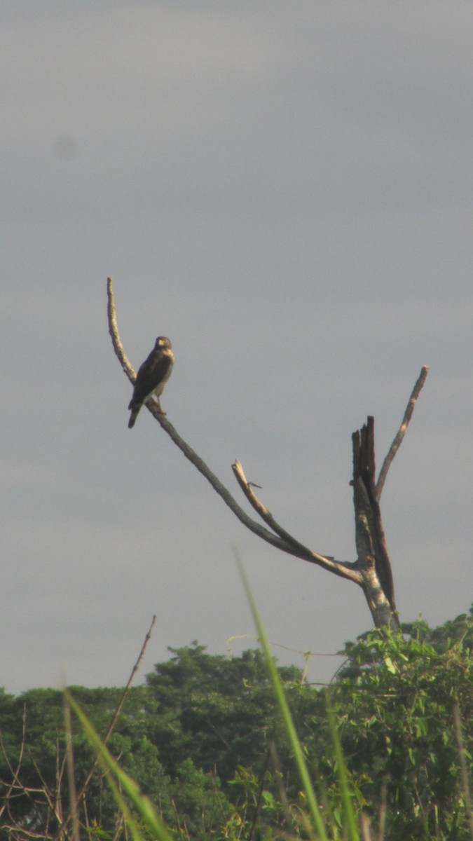 Roadside Hawk - ML647532230
