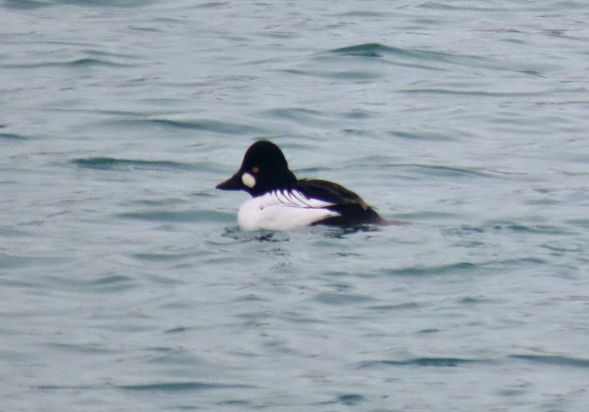 Common Goldeneye - ML647532231