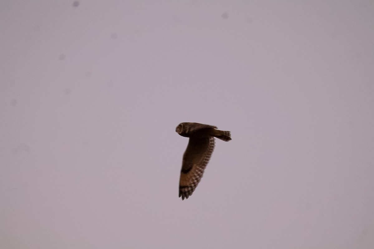 Short-eared Owl - ML647532232
