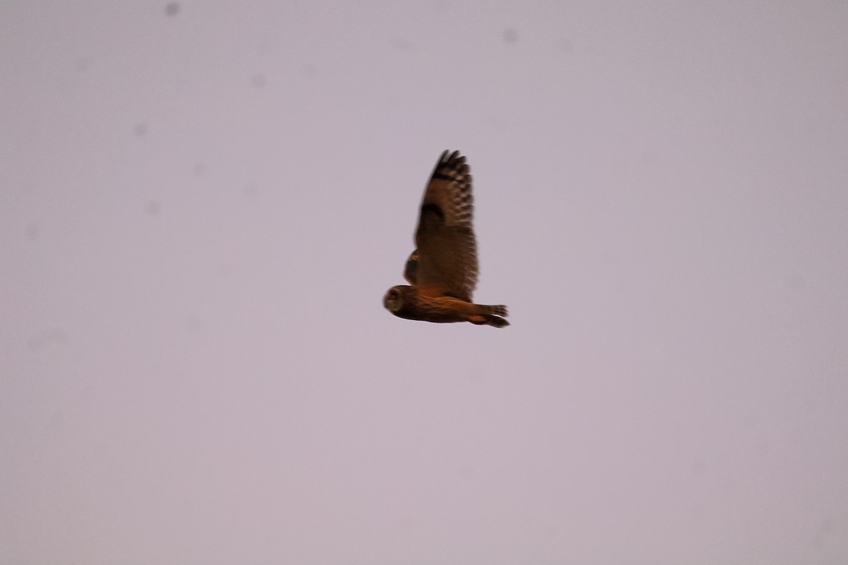 Short-eared Owl - ML647532233