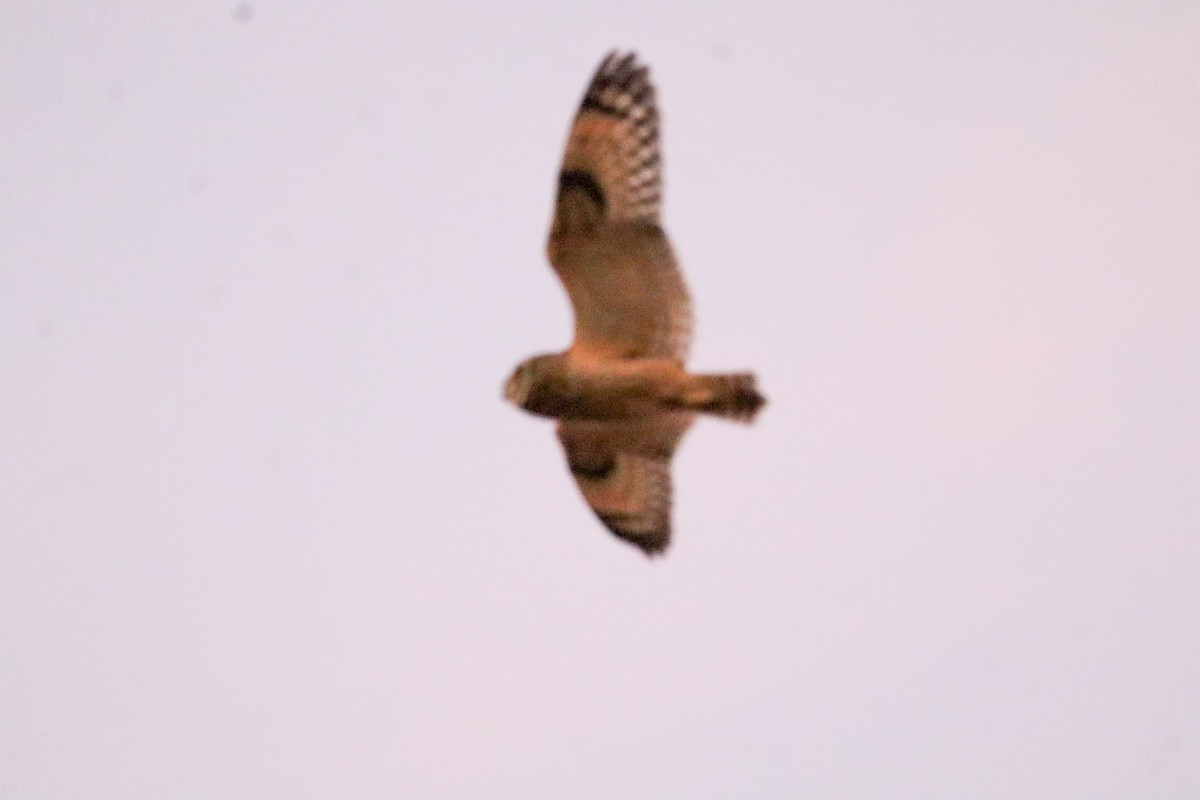 Short-eared Owl - ML647532234