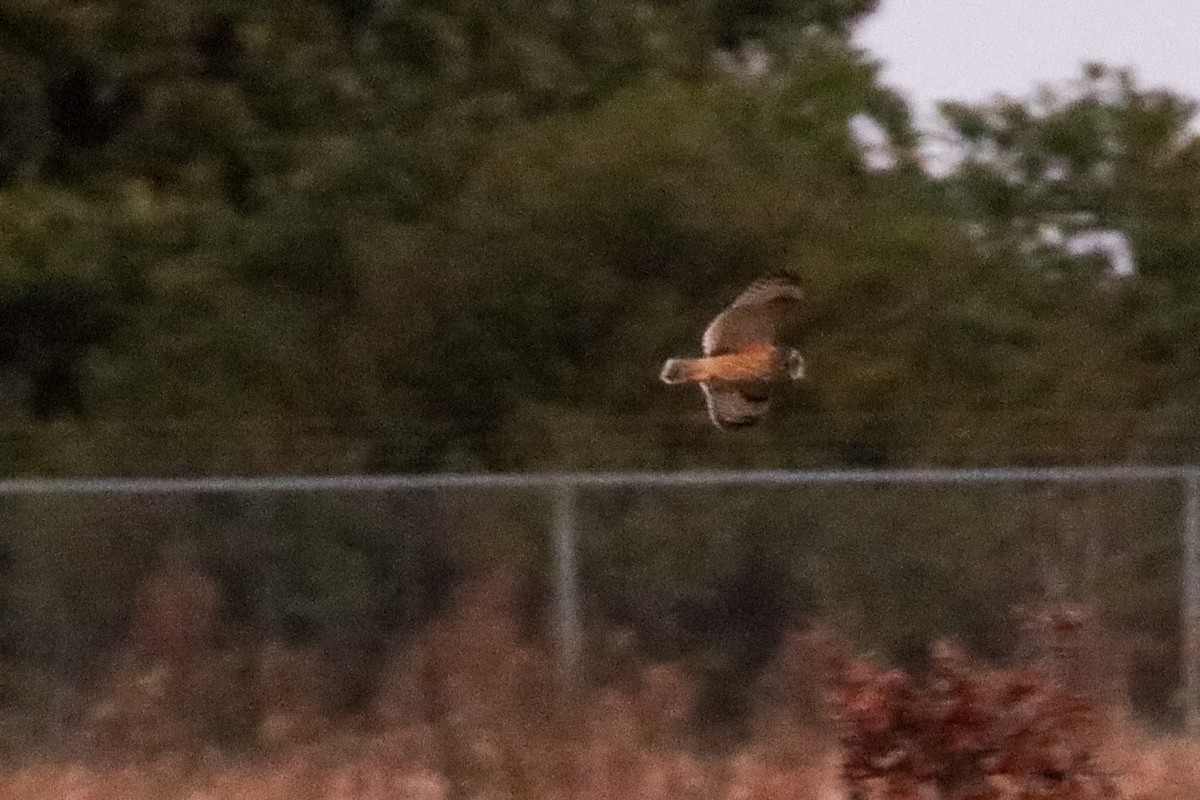 Short-eared Owl - ML647532235