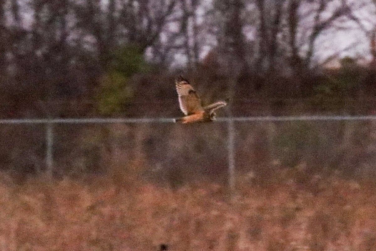 Short-eared Owl - ML647532237