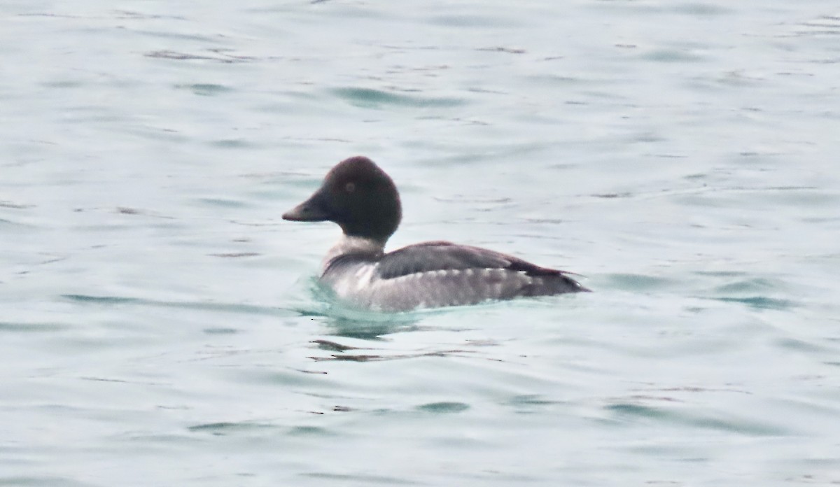 Common Goldeneye - ML647532243