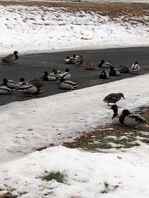 anatidé sp. (canard sp.) - ML647532247