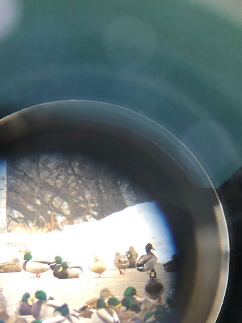 anatidé sp. (canard sp.) - ML647532248