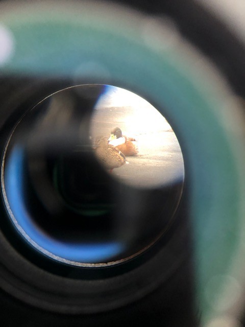 anatidé sp. (canard sp.) - ML647532249