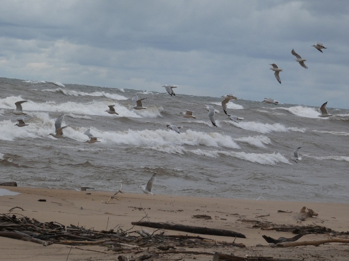 racek kroužkozobý - ML647532250