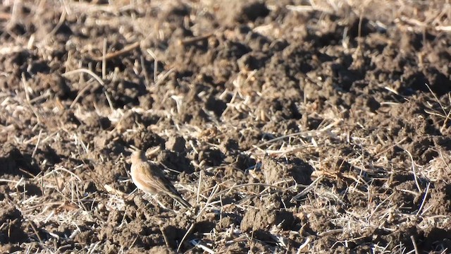 Рогатый жаворонок - ML647532256