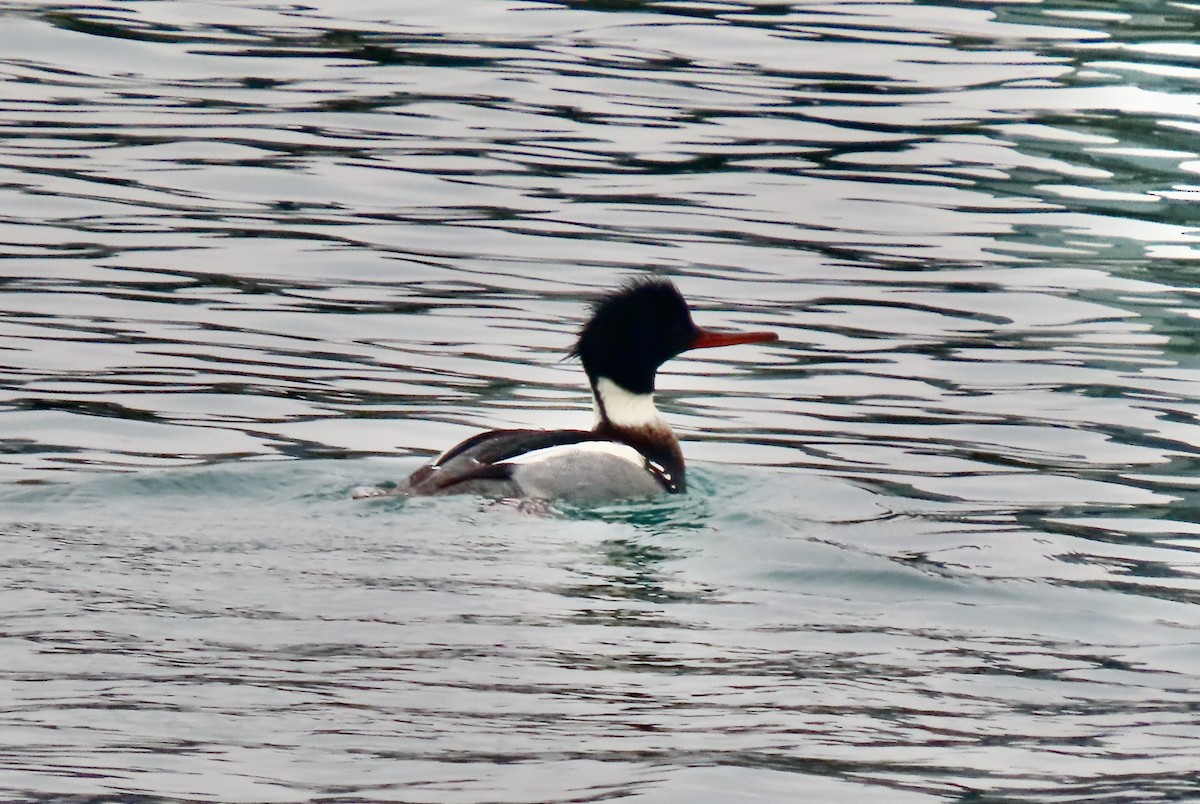 Red-breasted Merganser - ML647532262