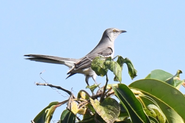 Northern Mockingbird - ML647532272