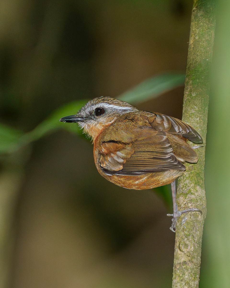 Black-cheeked Gnateater - ML647532273