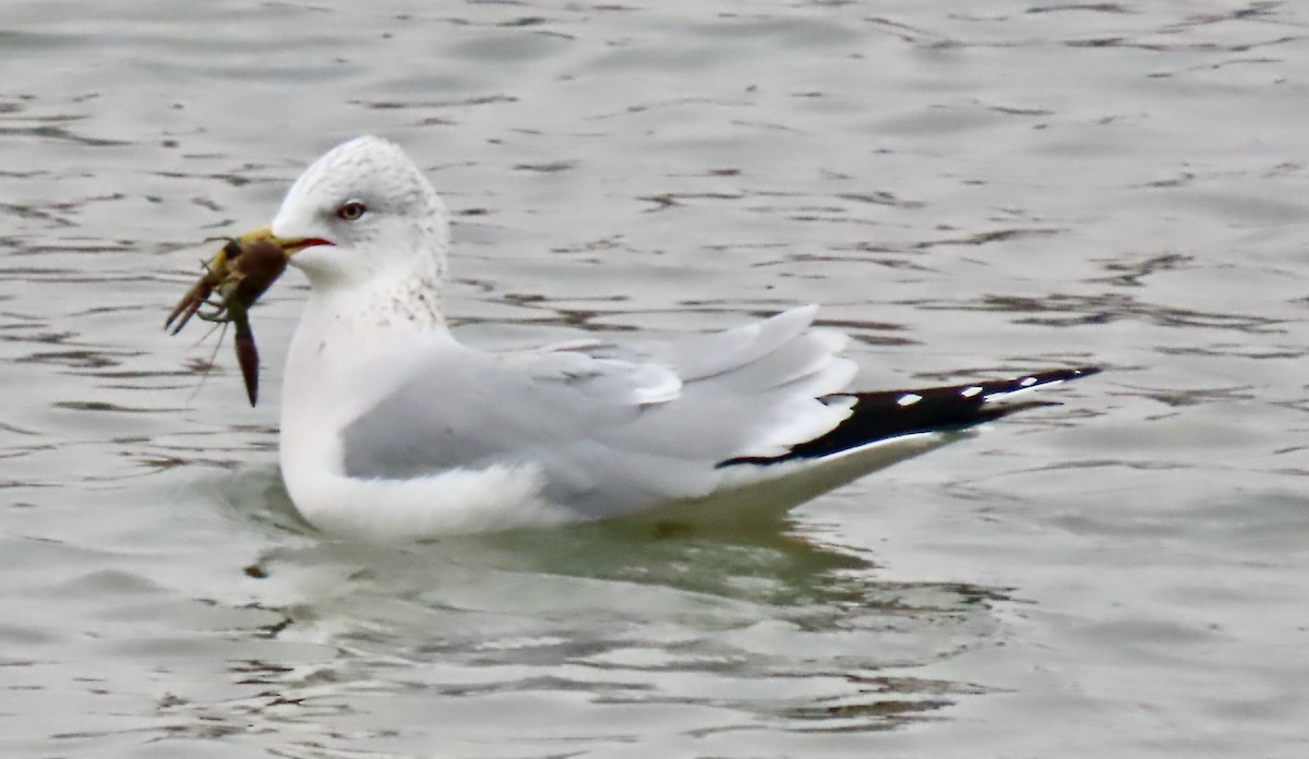 Ring-billed Gull - ML647532275