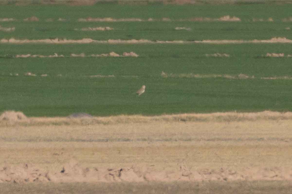 prærielo - ML647532279