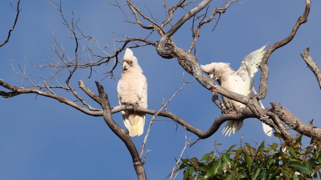 Какаду західний - ML647532281