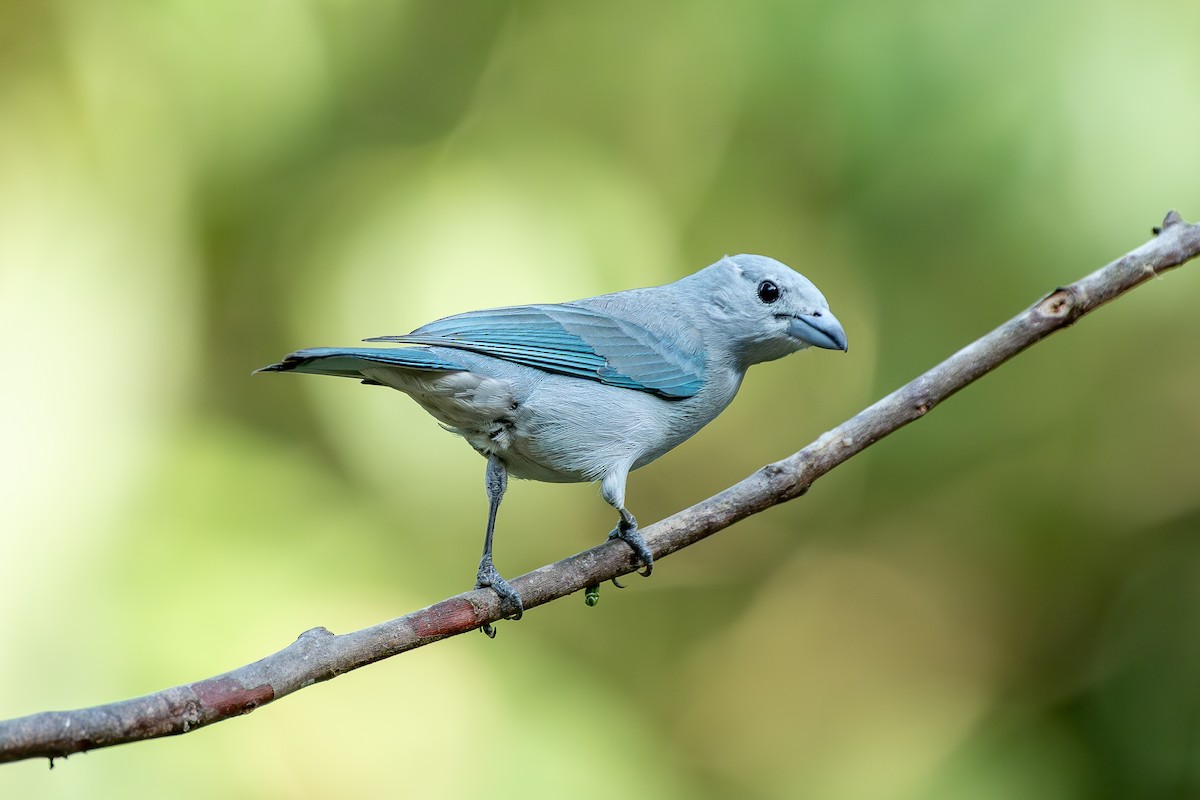 Sayaca Tanager - ML647532282