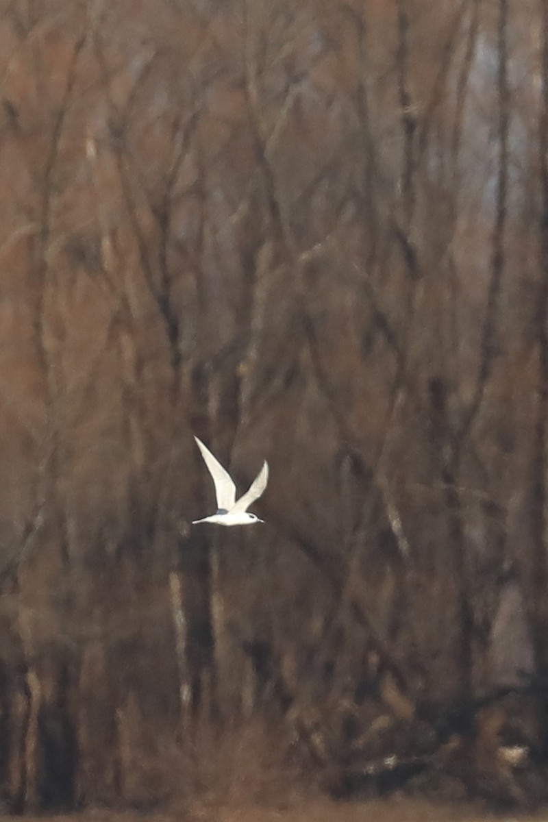 Forster's Tern - ML647532284