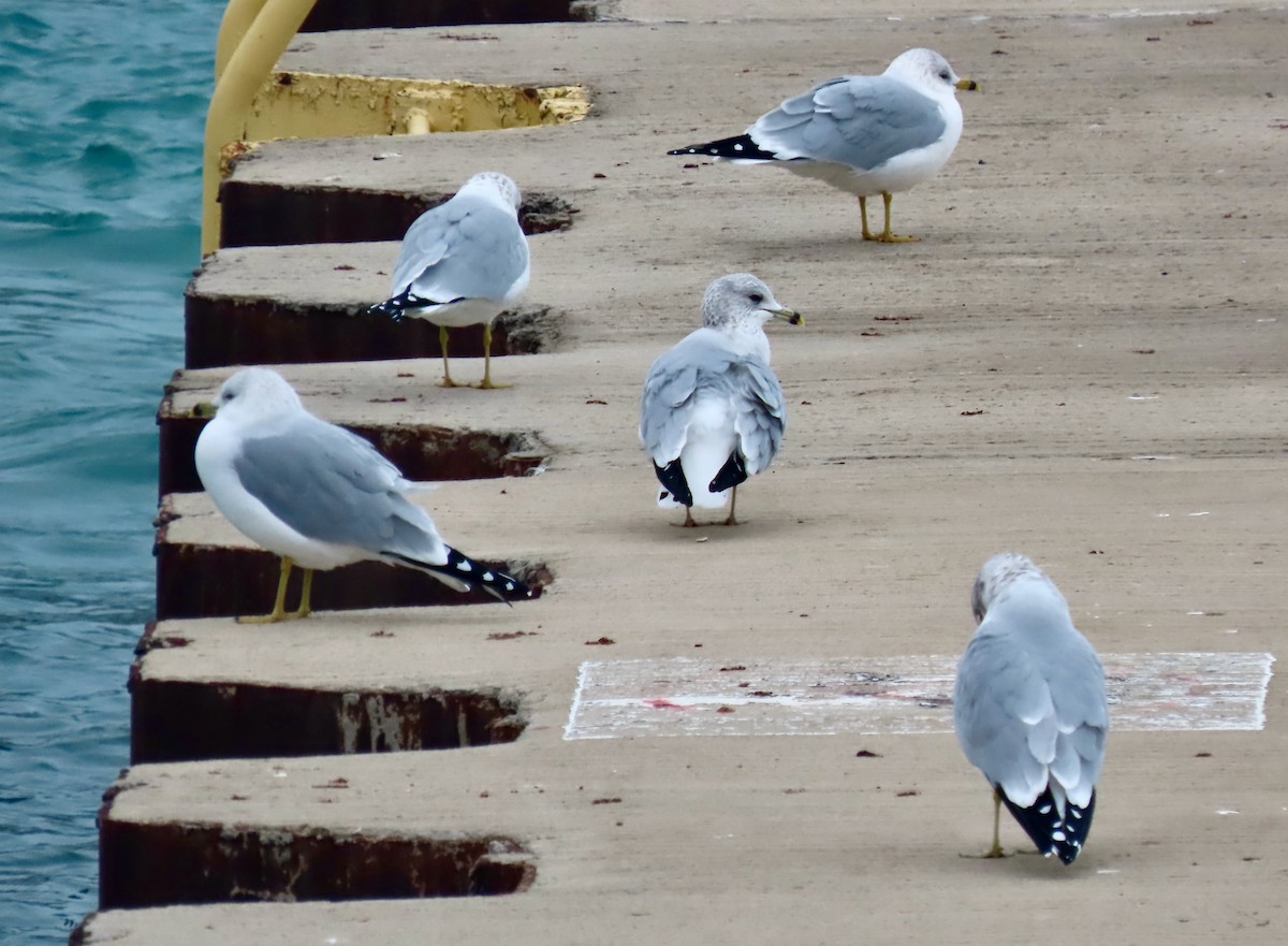 Ring-billed Gull - ML647532285