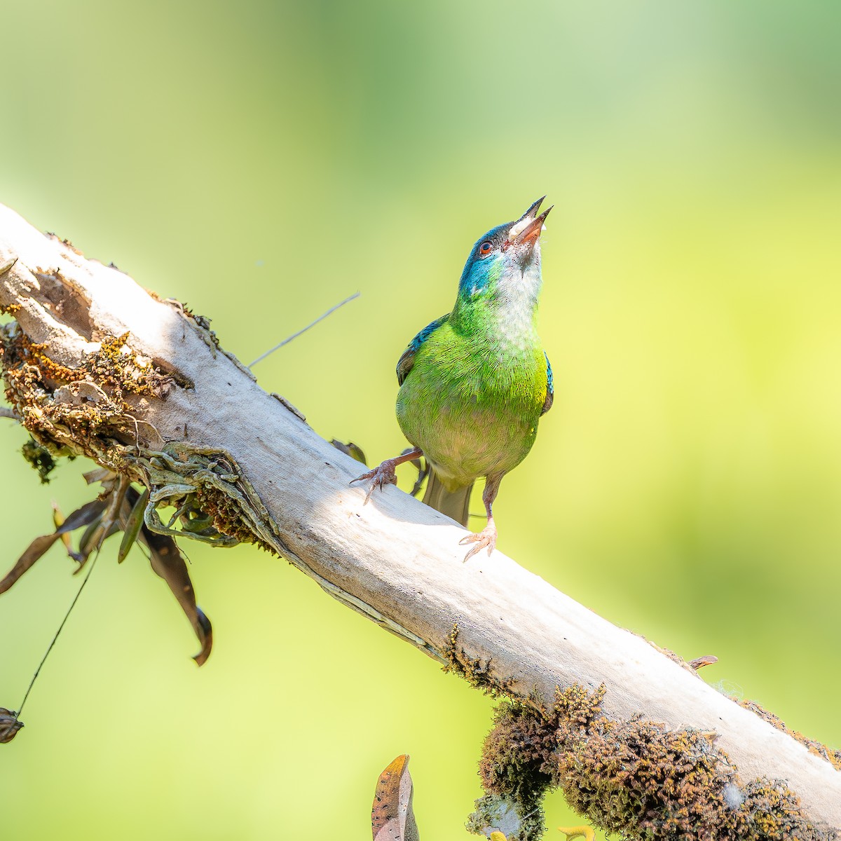 Blue Dacnis - ML647532286