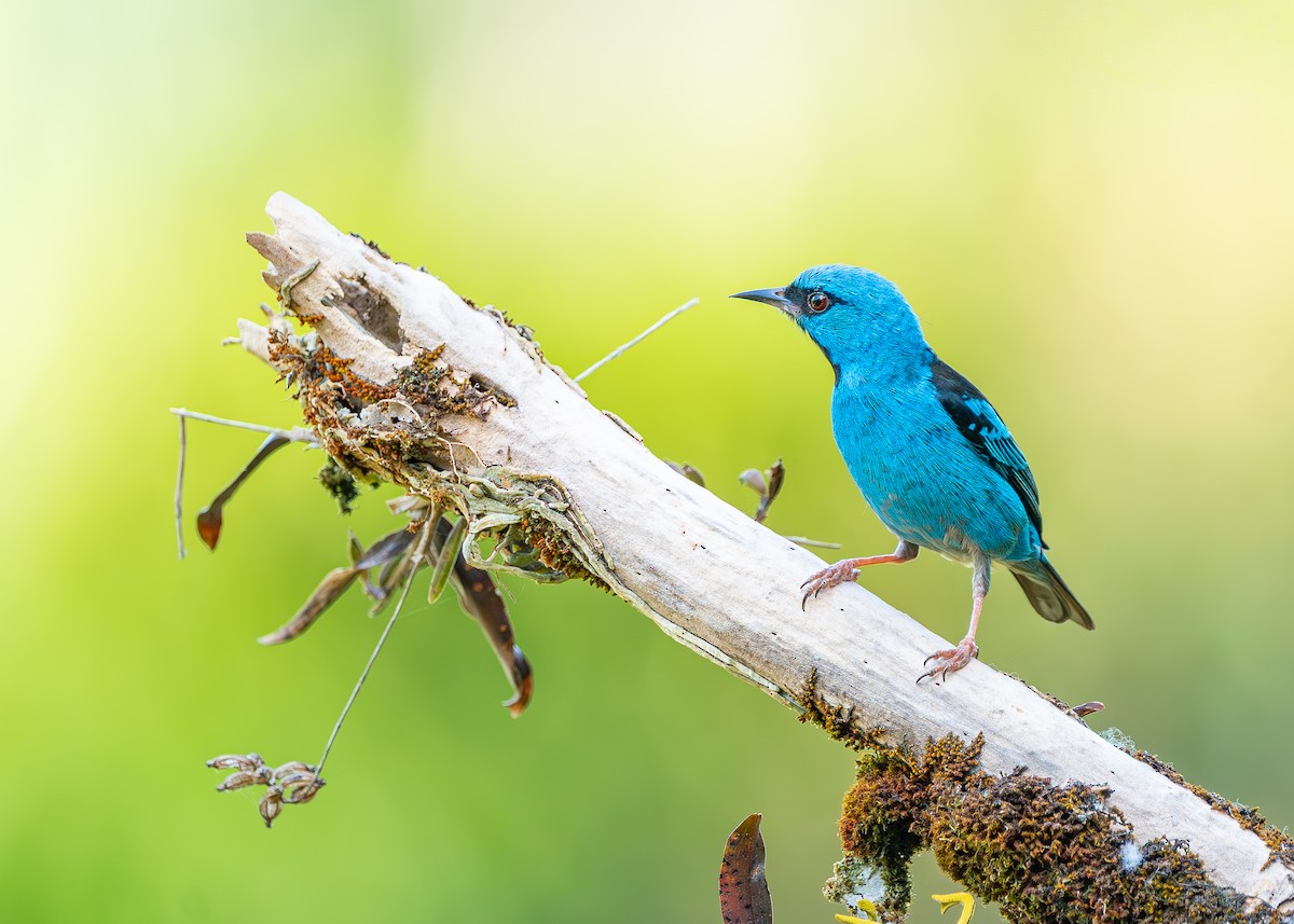 Blue Dacnis - ML647532288
