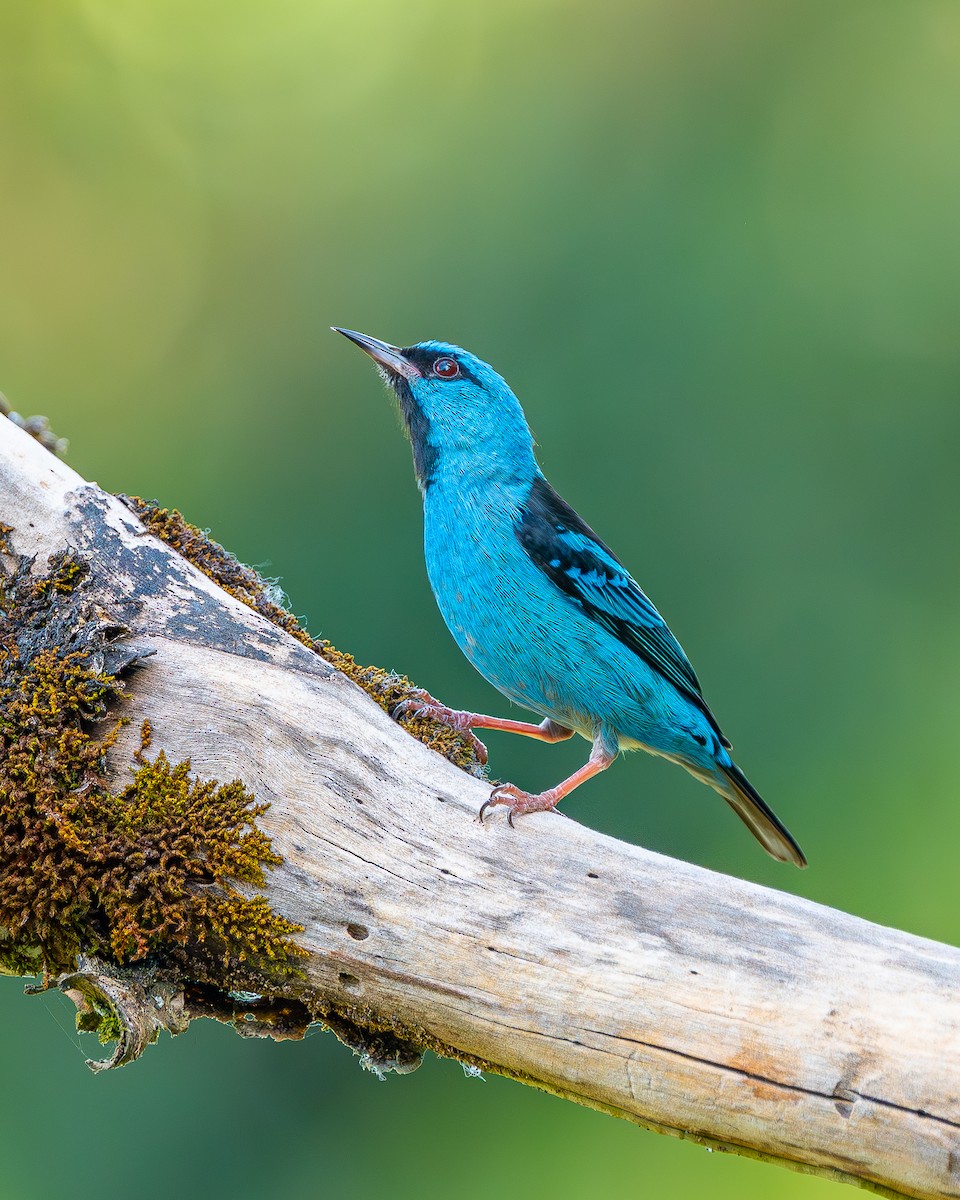 Blue Dacnis - ML647532289