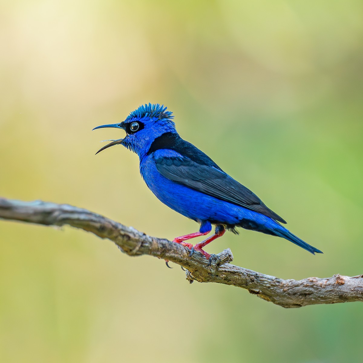 Red-legged Honeycreeper - ML647532290