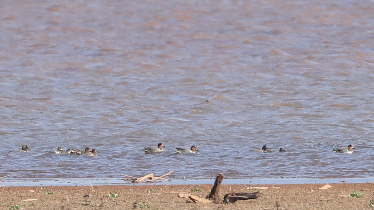 小水鴨 - ML647532292