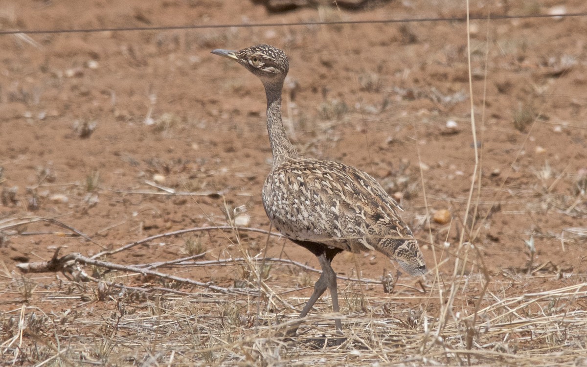 Red-crested Bustard - ML647532293