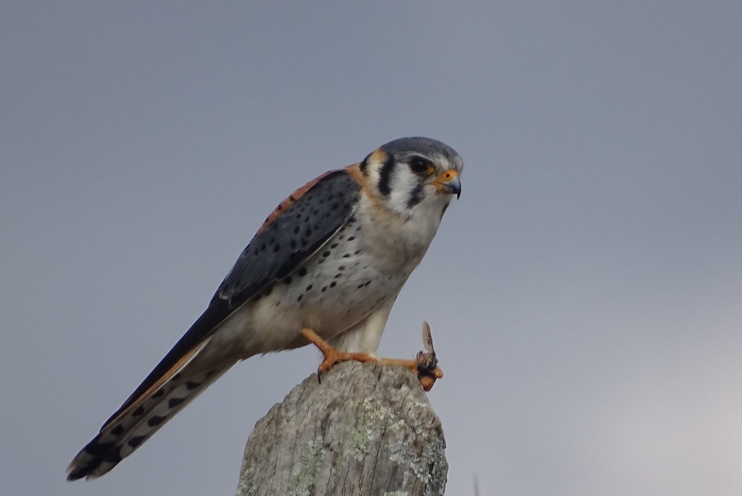 American Kestrel - ML647532294