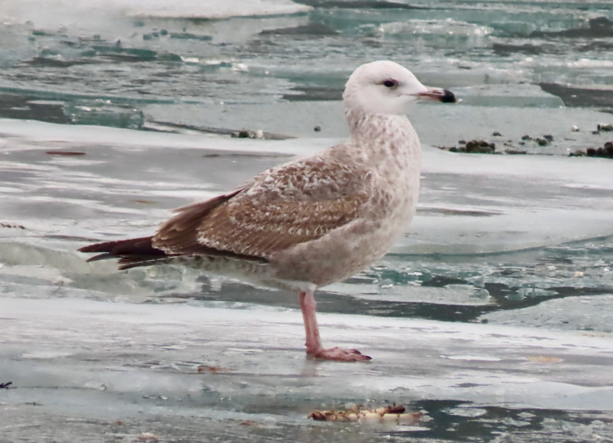 American Herring Gull - ML647532295