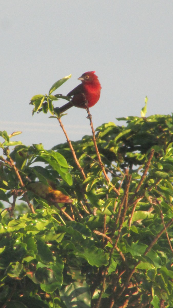 Red-crested Finch - ML647532296