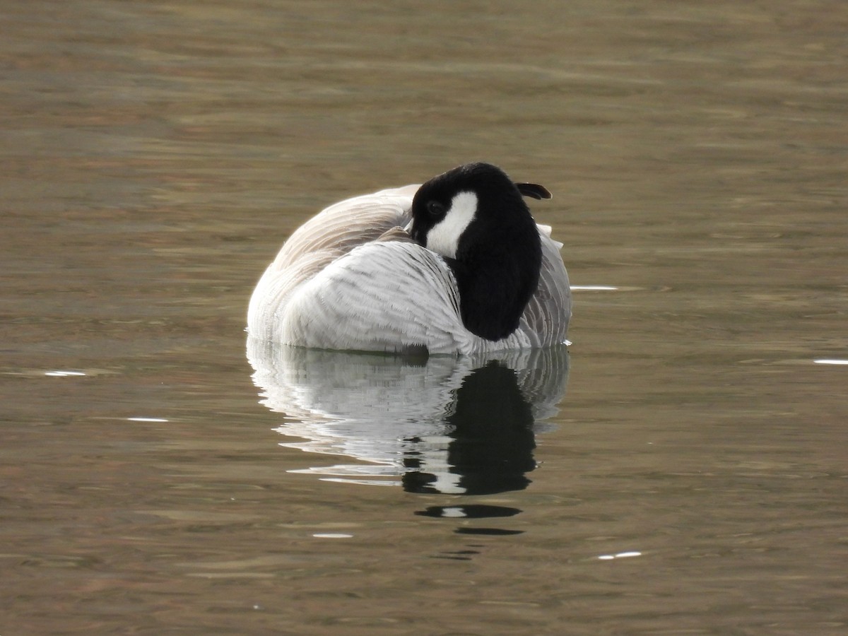 小加拿大雁 - ML647532298