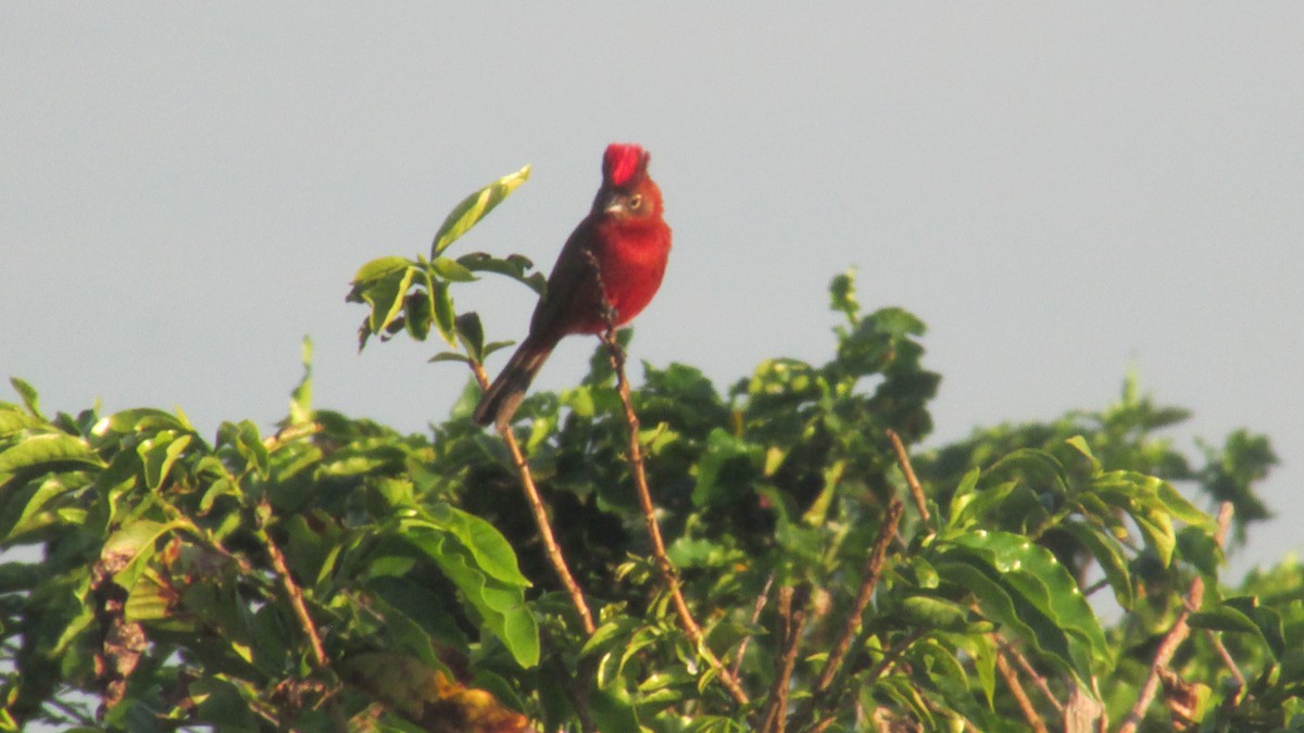 Red-crested Finch - ML647532300