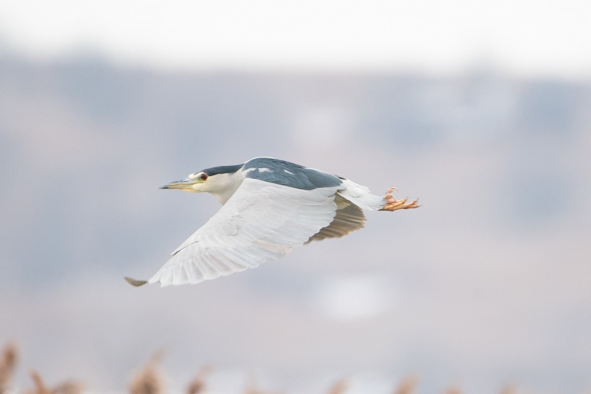 夜鷺 - ML647532301