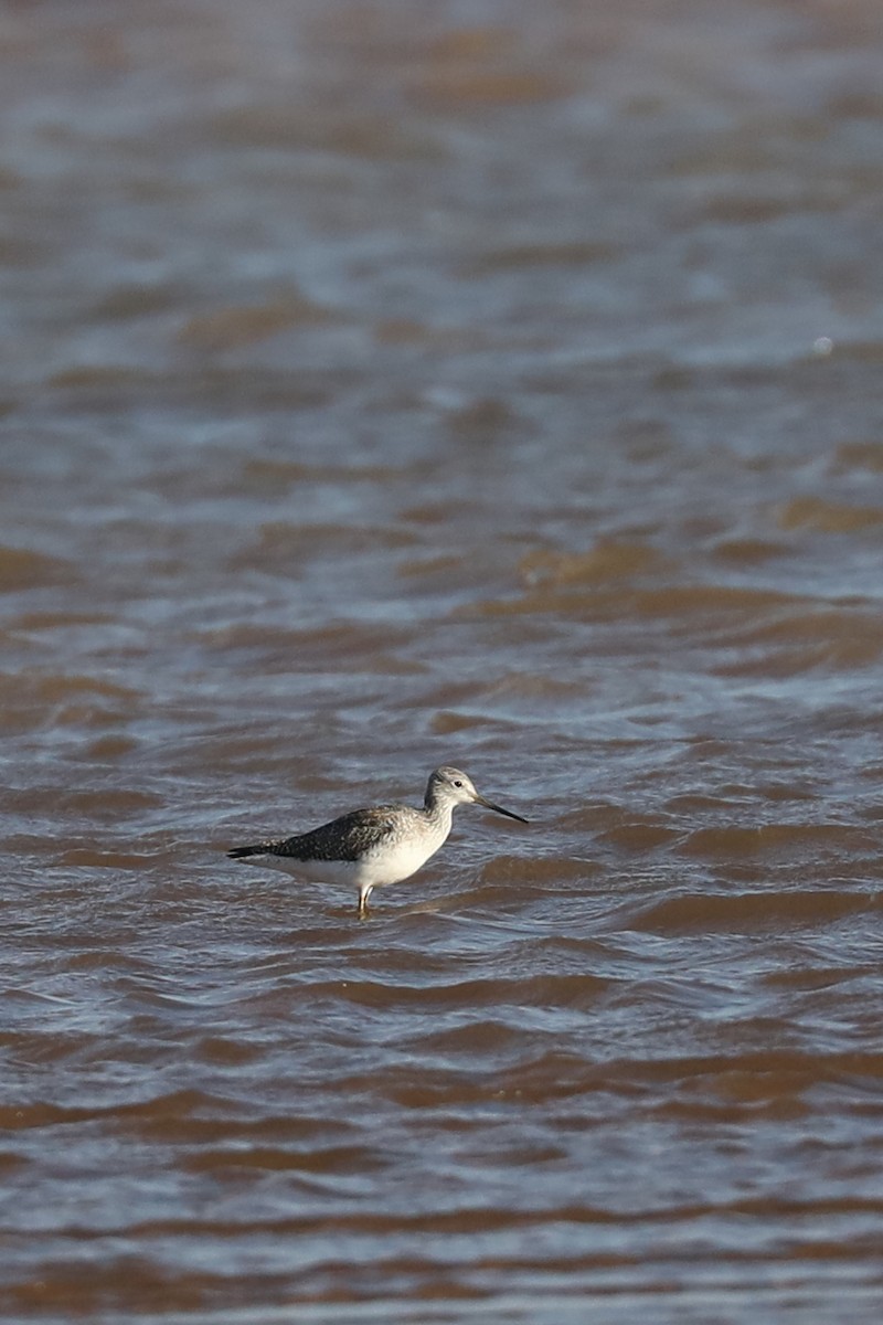 Greater Yellowlegs - ML647532302