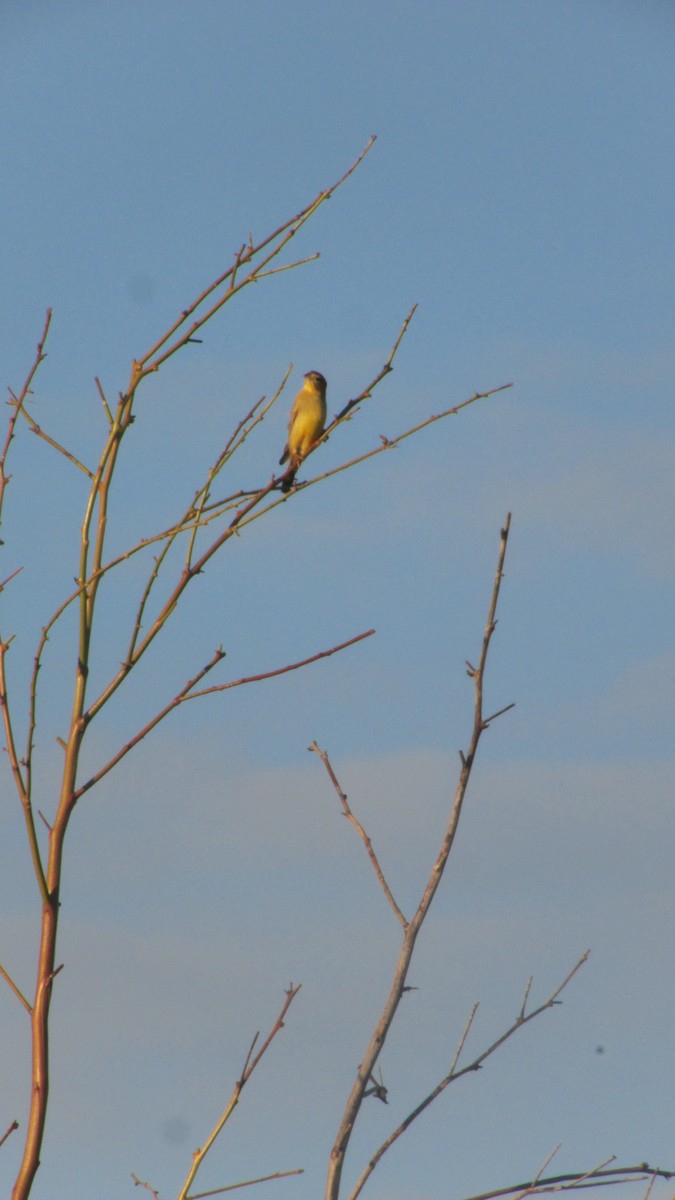 Grassland Yellow-Finch - ML647532303