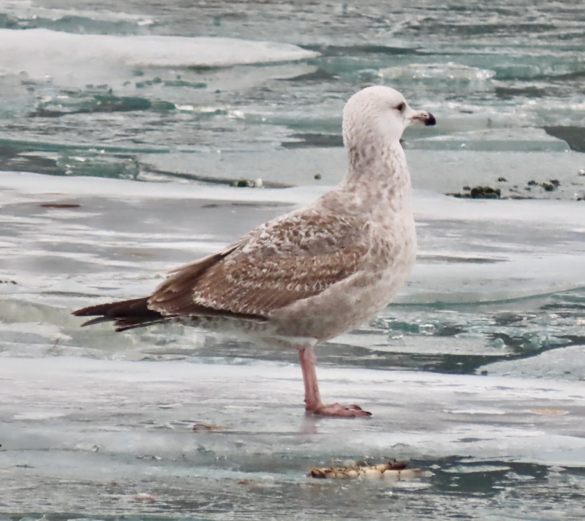American Herring Gull - ML647532304