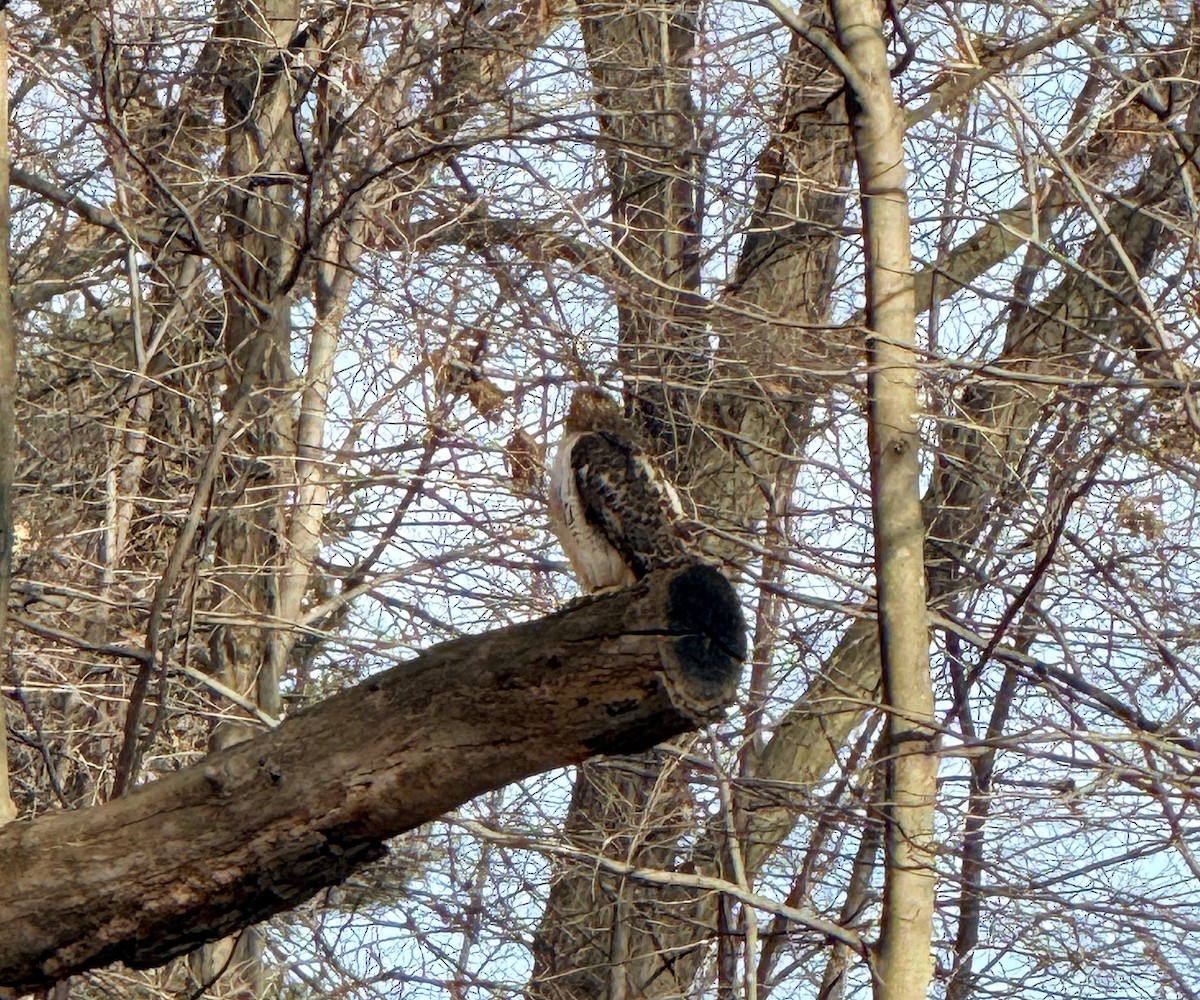 Red-tailed Hawk - ML647532305