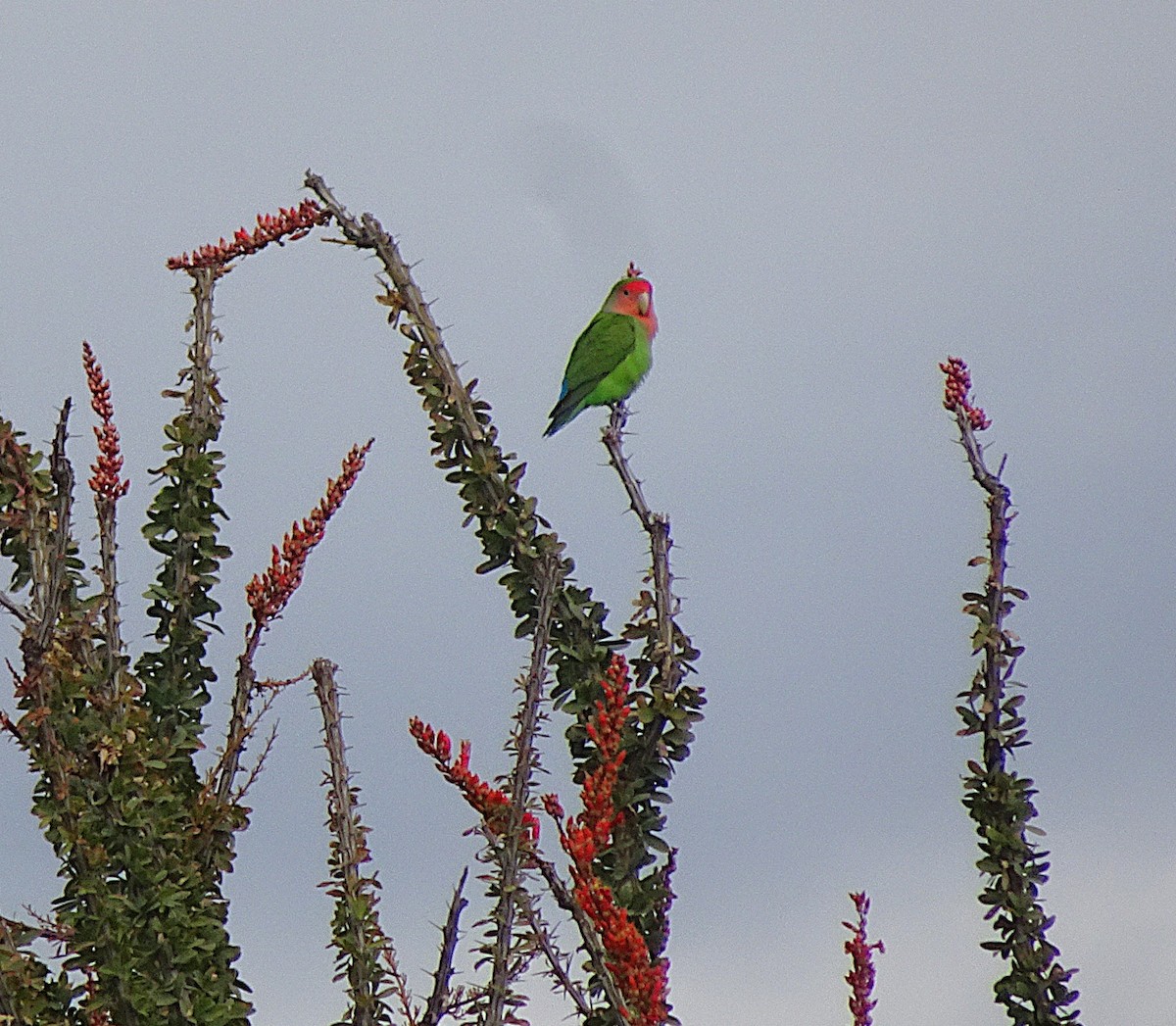 桃臉愛情鳥 - ML647532308