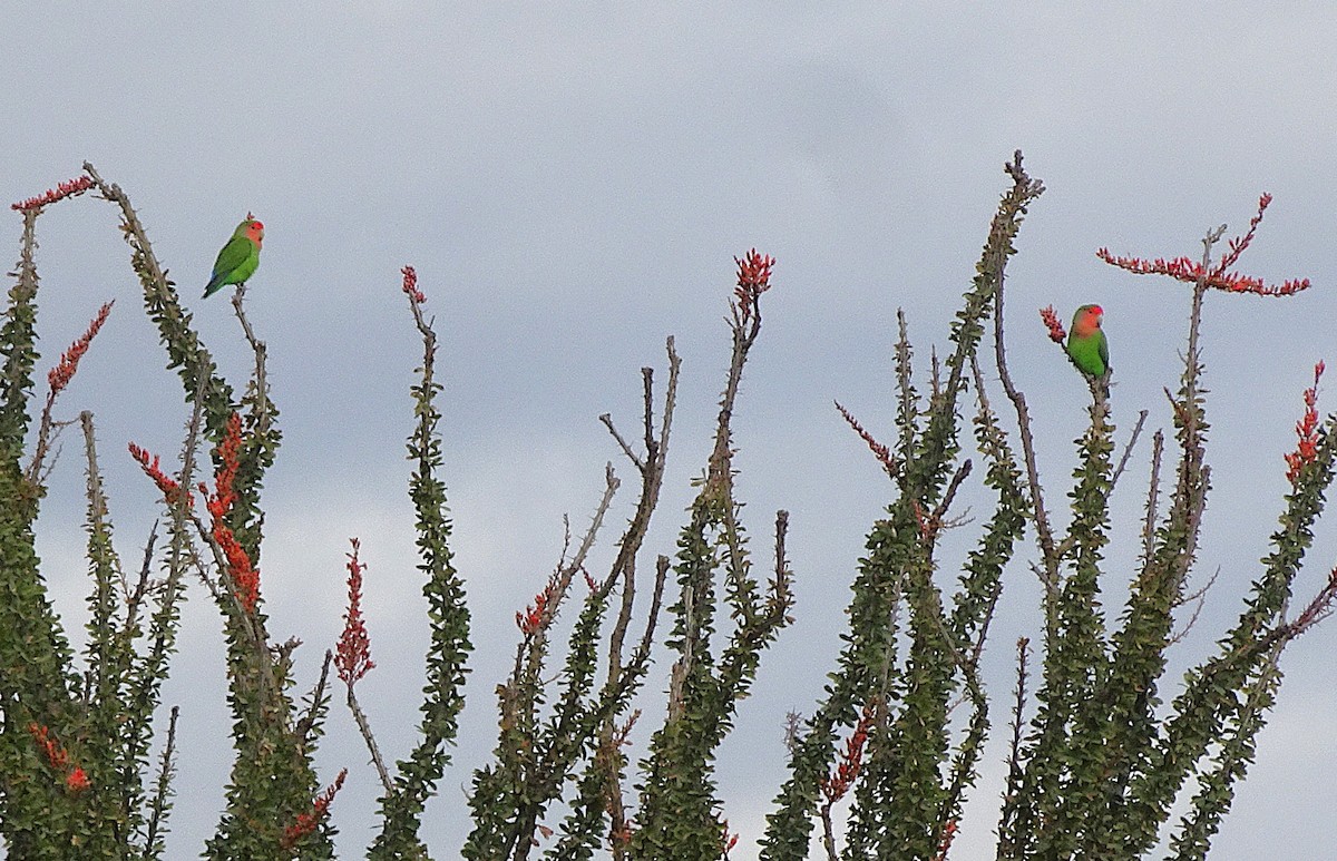 桃臉愛情鳥 - ML647532309