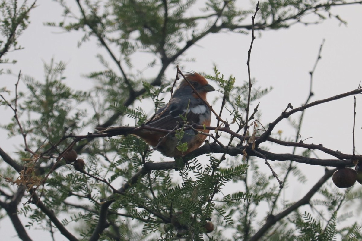 White-tipped Plantcutter - ML647532310