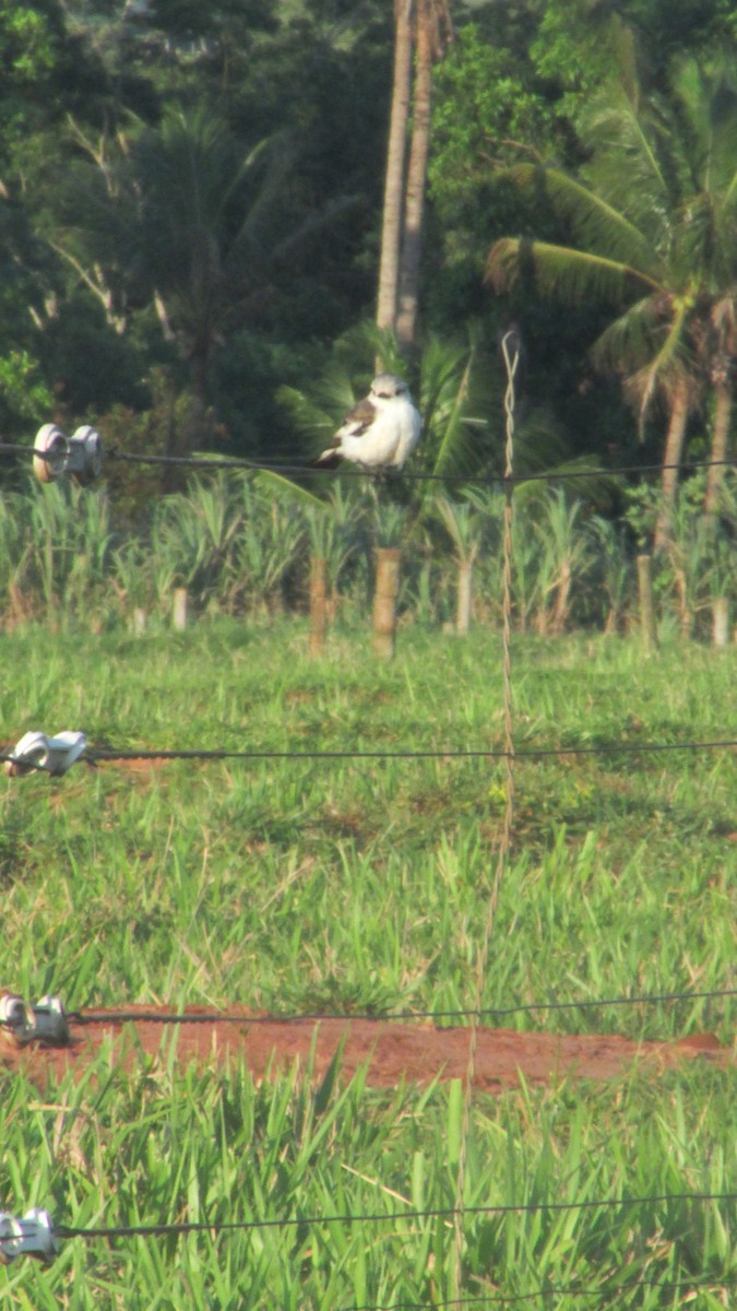 White-rumped Monjita - ML647532311