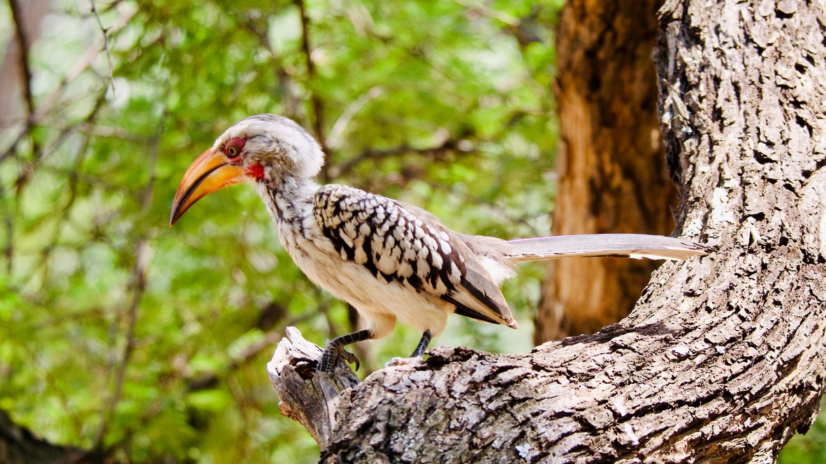 Southern Yellow-billed Hornbill - ML647532312